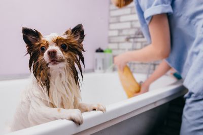 Pet Grooming and Pet Sitting Insurance in Twinsburg, OH by Quest Financial & Insurance Services