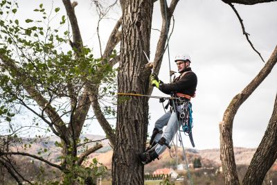 Tree Trimming Insurance in Twinsburg, OH by Quest Financial & Insurance Services